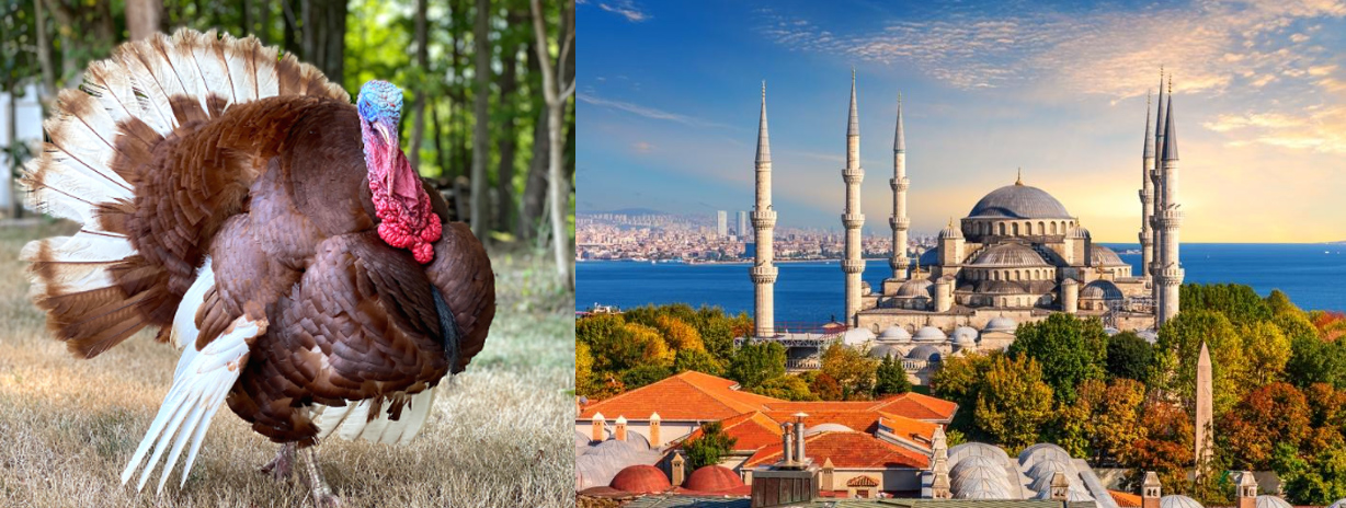 Turkey vs Turkey